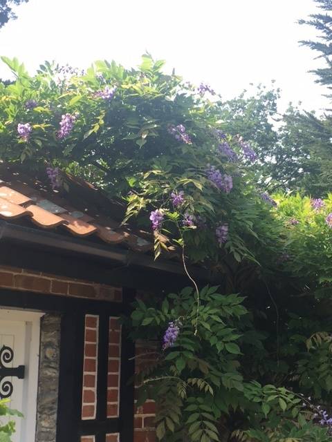 folly wisteria 2017